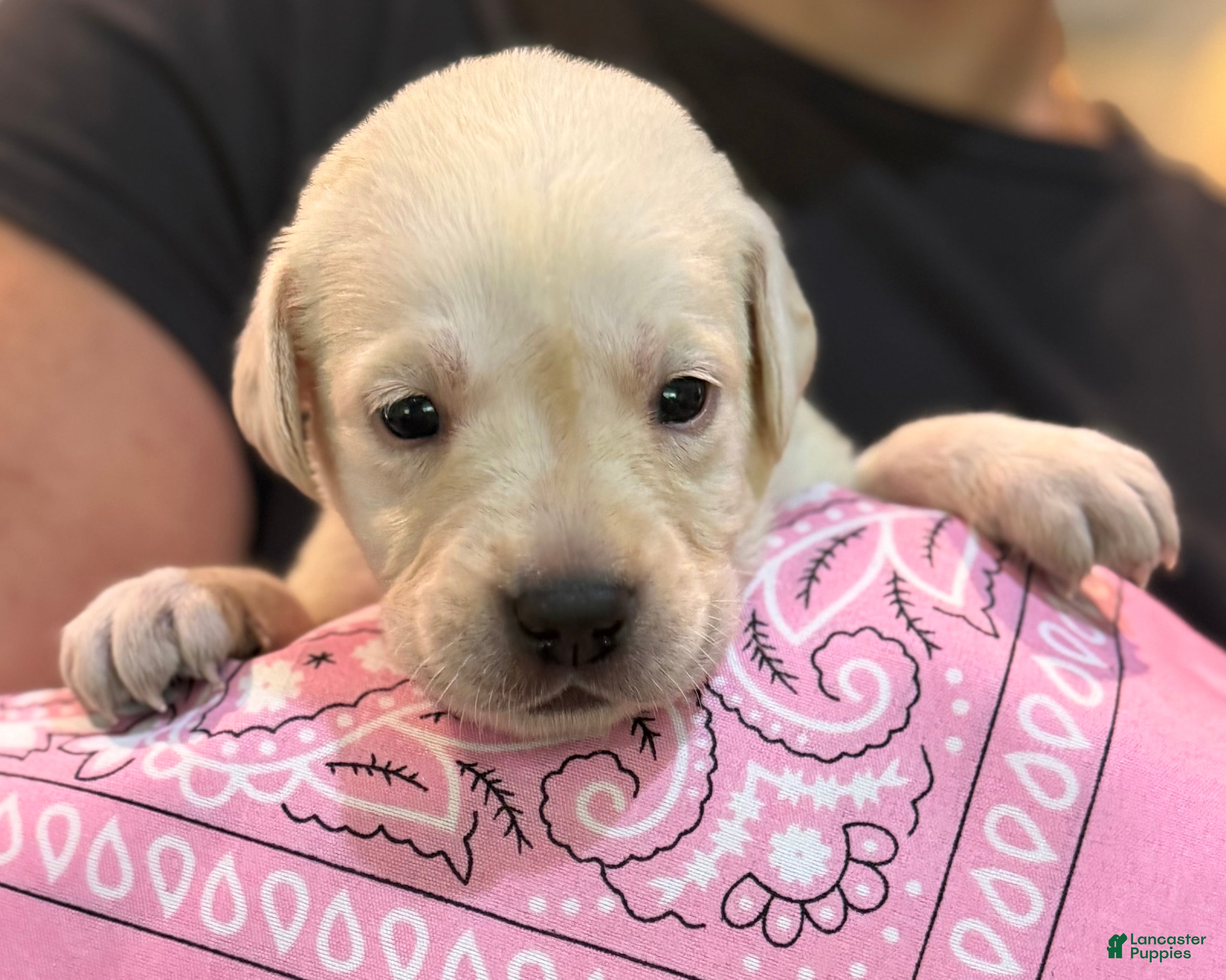 Labrador Retriever dogs Pink - Ad 1