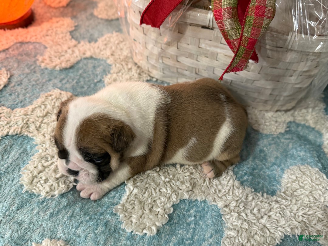 English Bulldog dogs for sale: English Bulldog Puppy 3 - Ad 2