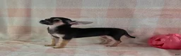 Chihuahua dogs for sale: June - Ad 8