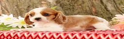 Cavalier King Charles Spaniel dogs for sale: Zaylee - Ad 4