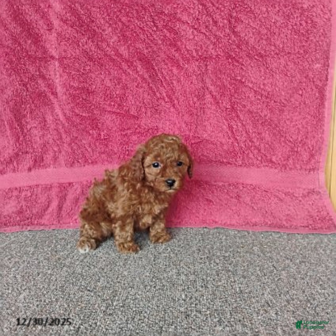 Toy Poodle dogs for sale: Cupcake - Ad 8