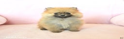 Pomeranian dogs for sale: Pansy - Ad 1