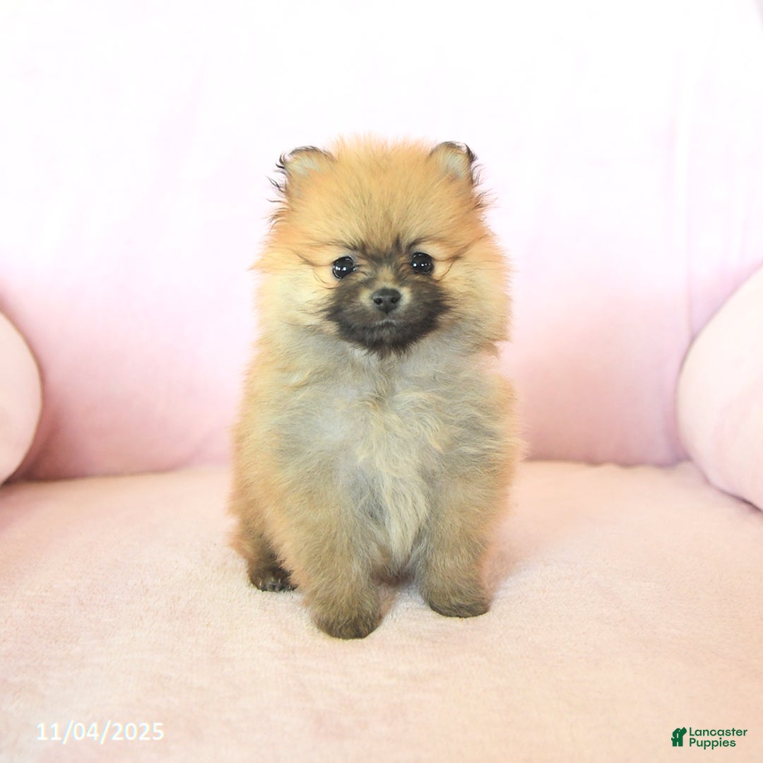 Pomeranian dogs for sale: Pansy - Ad 1