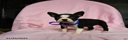Boston Terrier dogs for sale: Tara - Ad 5