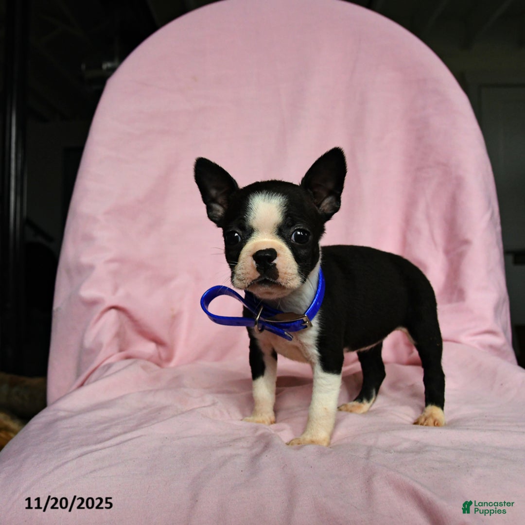 Boston Terrier dogs for sale: Tara - Ad 5