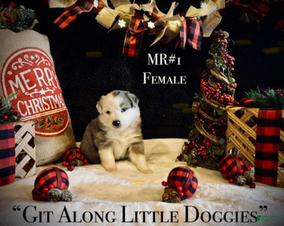 Australian Shepherd dogs for sale: MR#1 - Ad 1