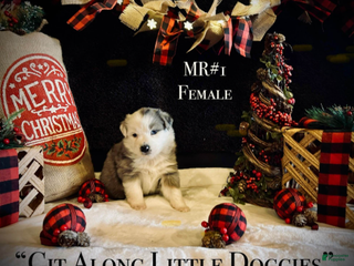 Australian Shepherd dogs MR#1 - Ad 4