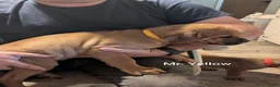 Mixed Breed dogs for sale: Mr. Yellow - Ad 3