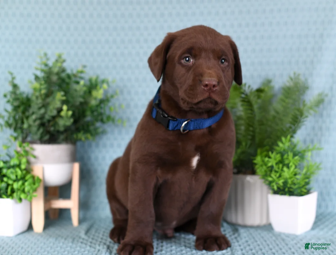 Labrador Retriever dogs for sale: Labrador Retriever Brutus - Ad 2