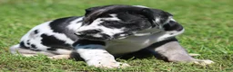 Great Dane dogs for sale: Emily - Ad 6