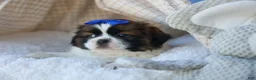 Shih Tzu dogs for sale: REX - Ad 8