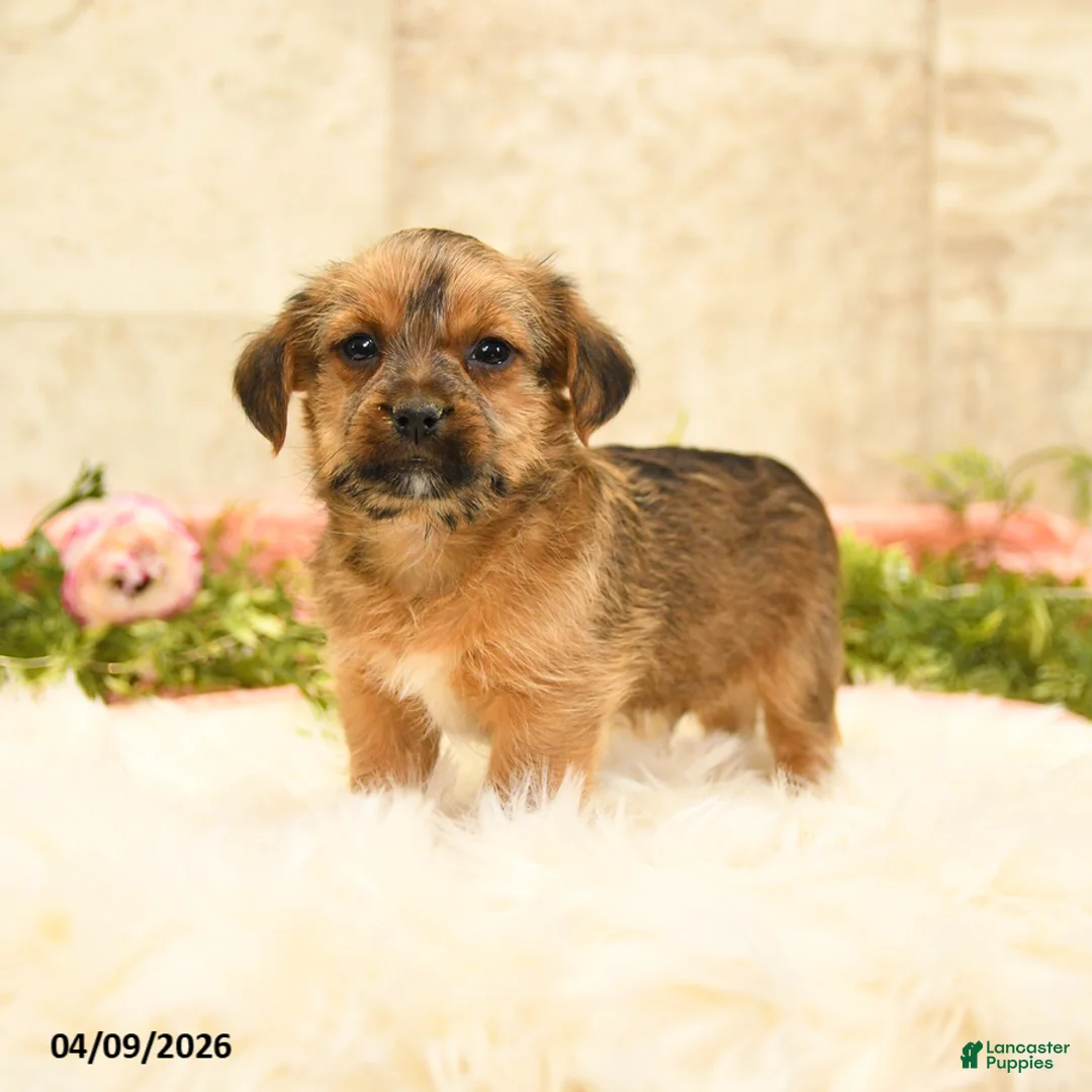 Shorkie dogs for sale: Shilo - Ad 1