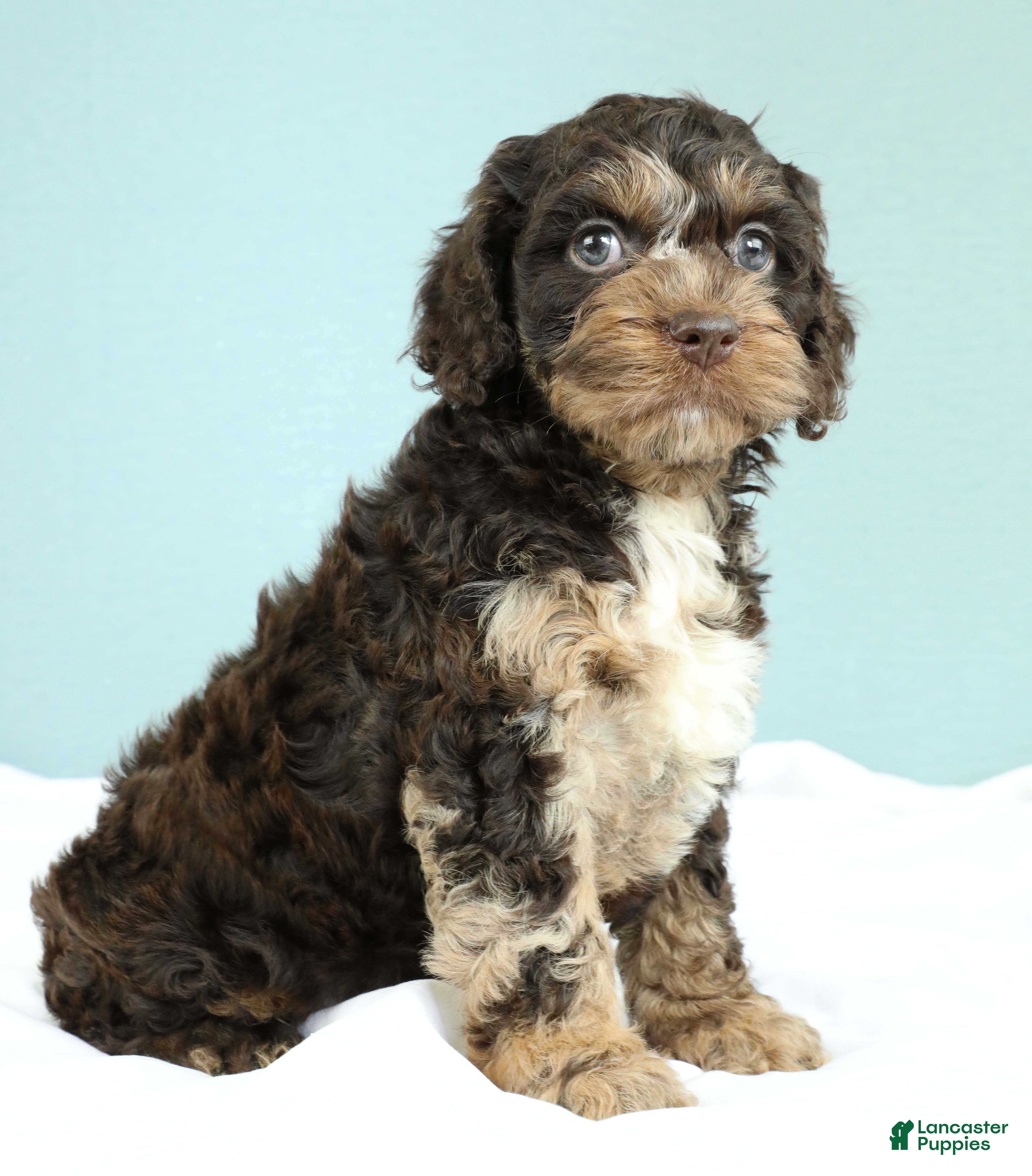 Cockapoo dogs Levi 🫐 - Ad 2