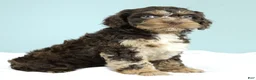 Cockapoo dogs for sale: Levi 🫐 - Ad 2