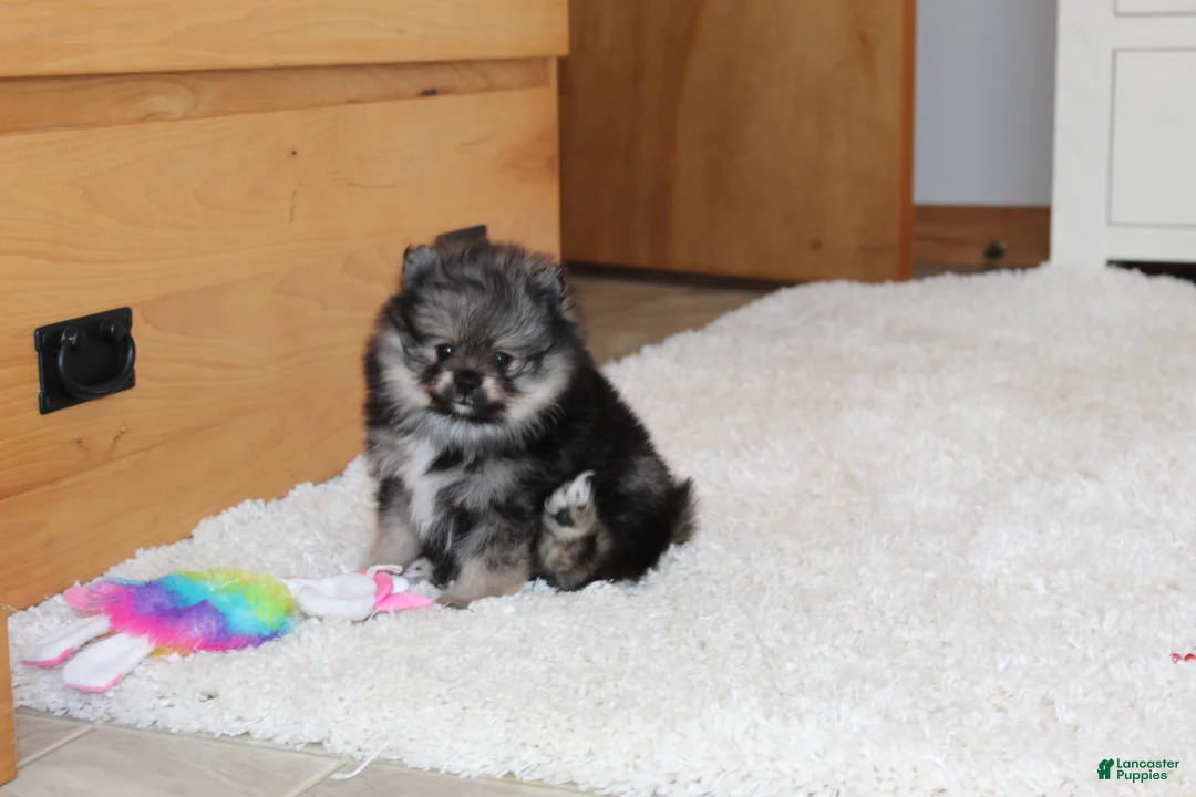 Pomeranian dogs for sale: Donald - Ad 3