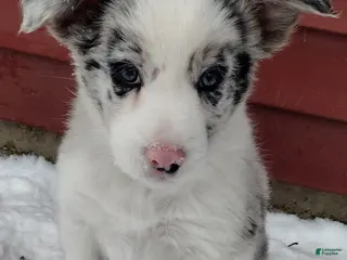 Border Collie dogs Rocky - Ad 39