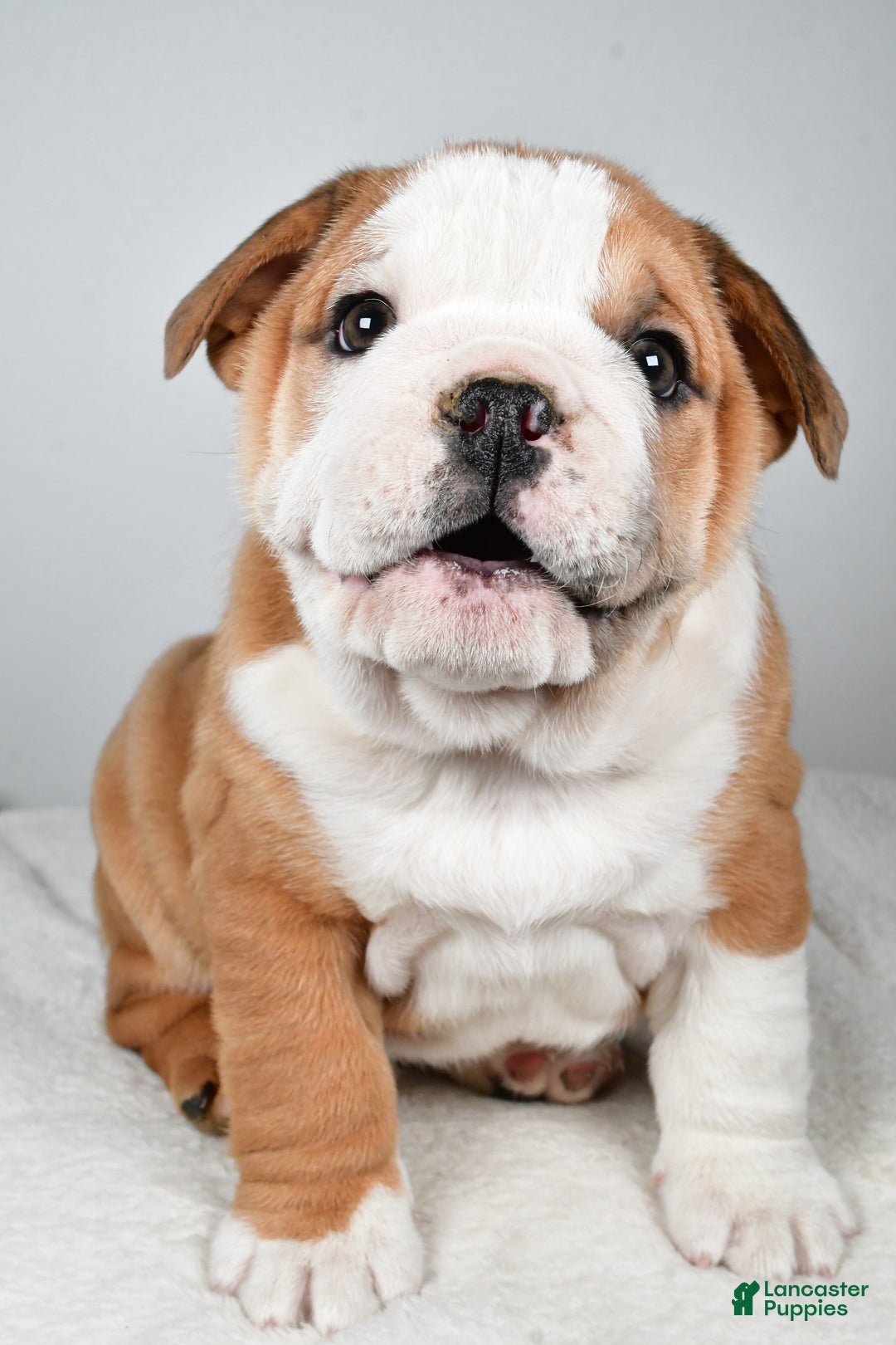 Beabull dogs for sale: Kyler - Ad 5