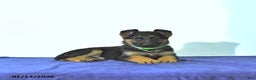 German Shepherd dogs for sale: Roger - Ad 1