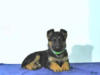 German Shepherd dogs Roger - Ad 26