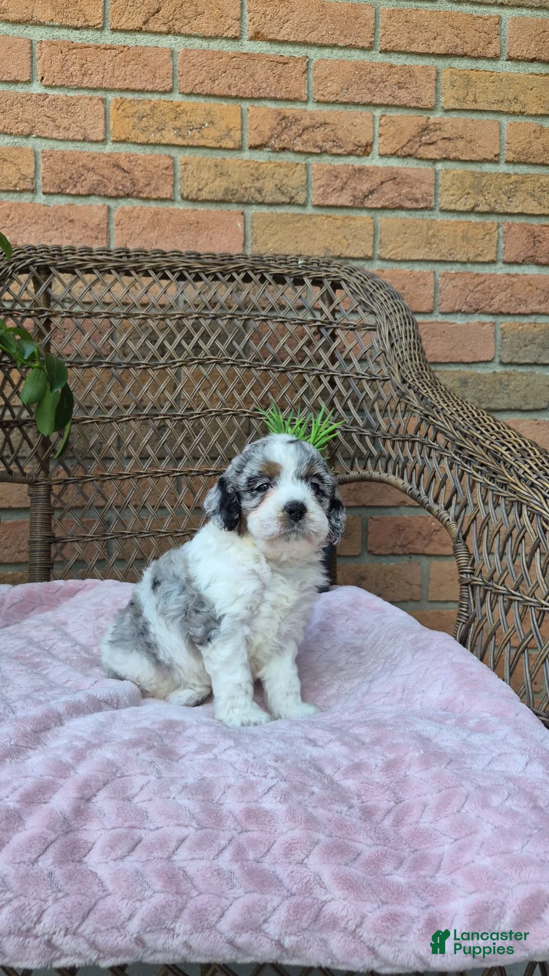 Cockapoo dogs for sale: Annie - Ad 1