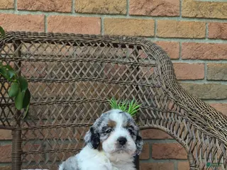 Cockapoo dogs for sale: Annie - Ad 1