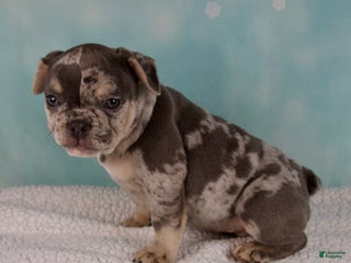 French Bulldog dogs - Ad 11