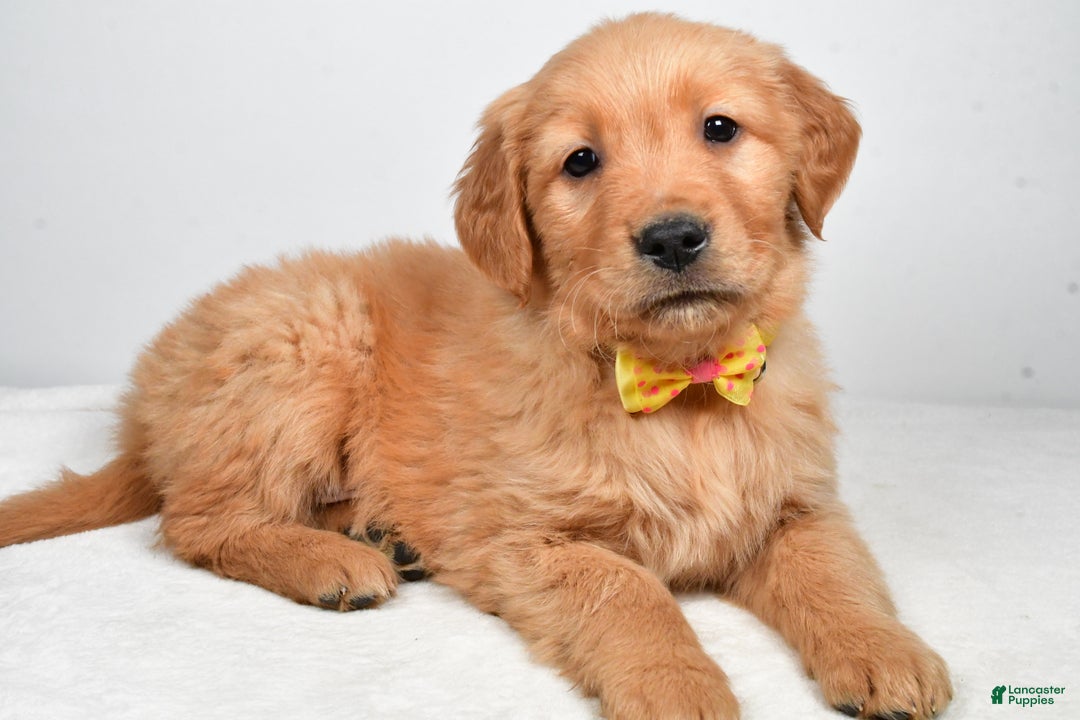 Golden Retriever dogs for sale: Kobe - Ad 1