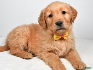 Golden Retriever dogs Kobe - Ad 24
