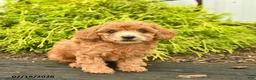 Toy Poodle dogs for sale: Alice  - Ad 2