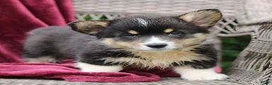 Jake 