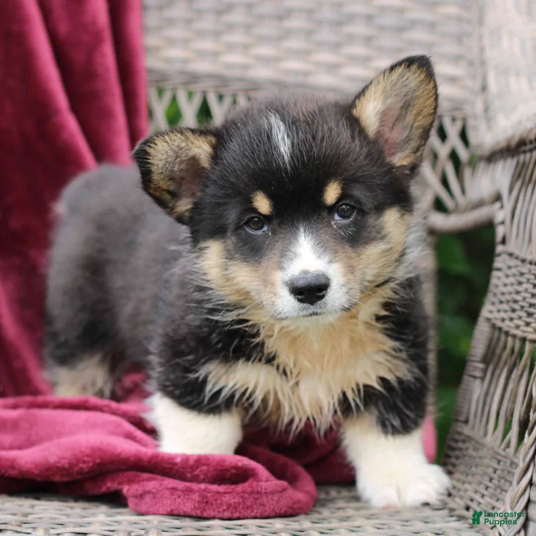 Welsh Corgi Pembroke dogs for sale: Jake  - Ad 1