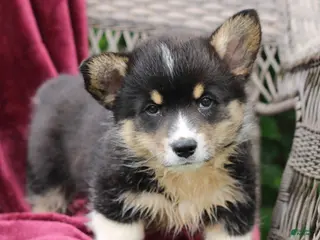 Welsh Corgi Pembroke dogs for sale: Jake - Ad 1