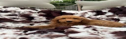Mini Goldendoodle dogs for sale: Kelsey  - Ad 2