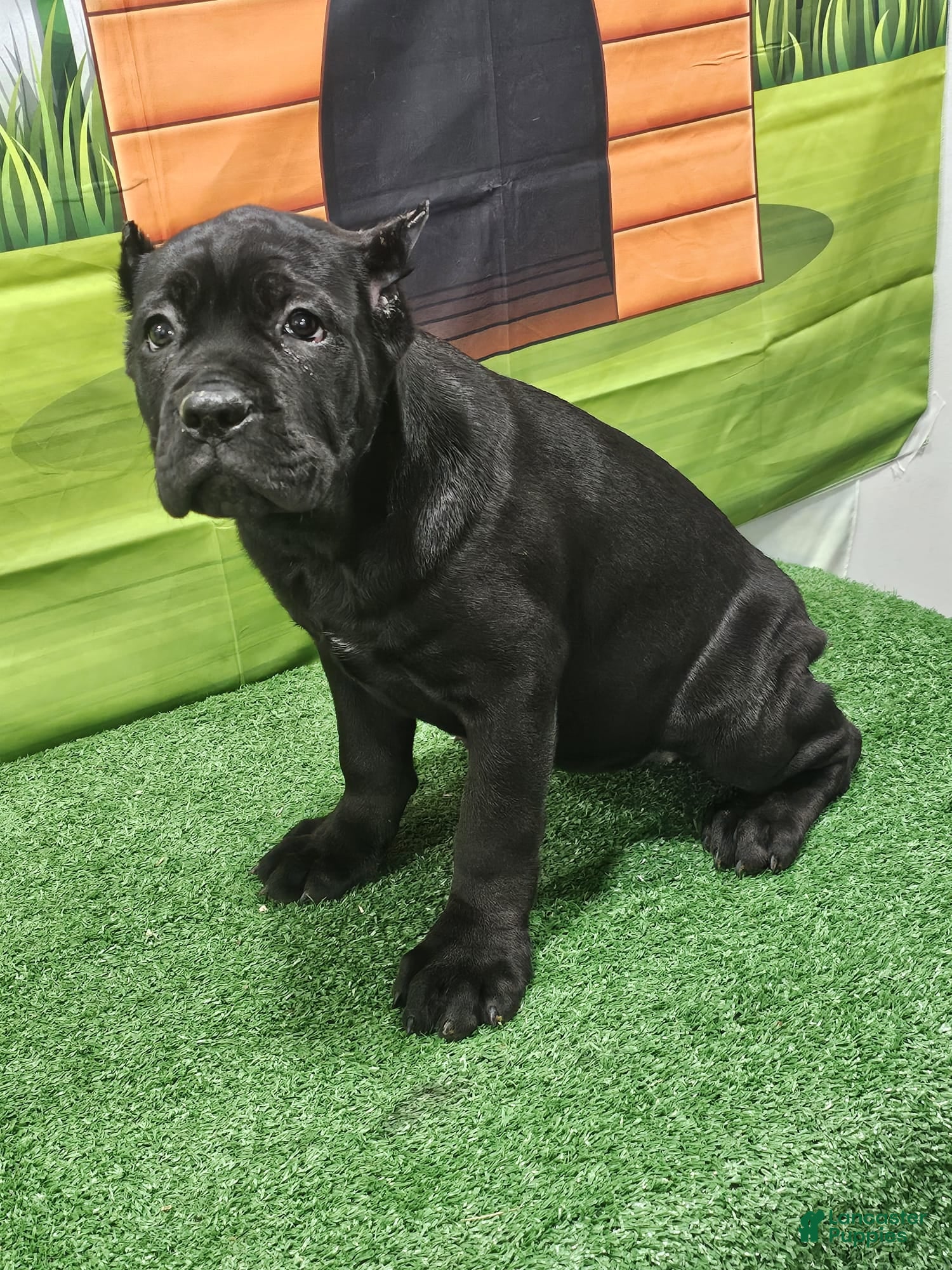 Cane Corso dogs GIZZEL - Ad 39
