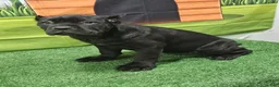 Cane Corso dogs for sale: GIZZEL - Ad 1