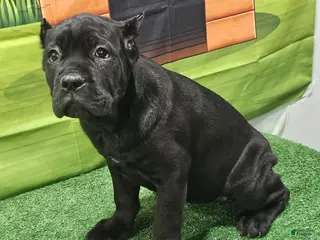 Cane Corso dogs GIZZEL - Ad 39
