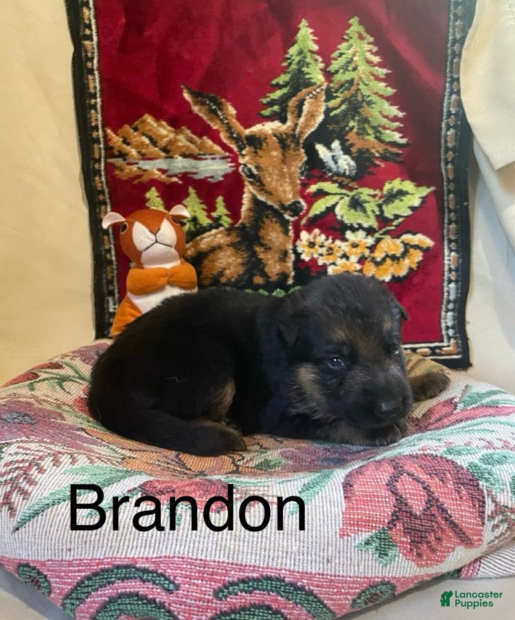 German Shepherd dogs Brandon - Ad 2