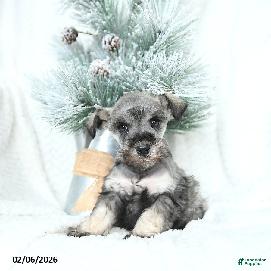 Miniature Schnauzer dogs Myla - Ad 18
