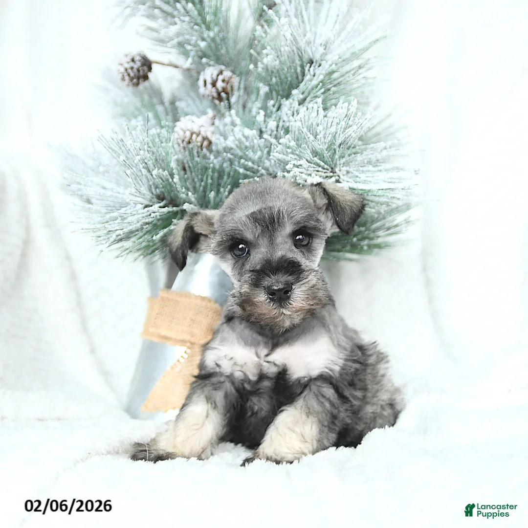 Miniature Schnauzer dogs for sale: Myla - Ad 1