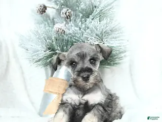 Miniature Schnauzer dogs Myla - Ad 18