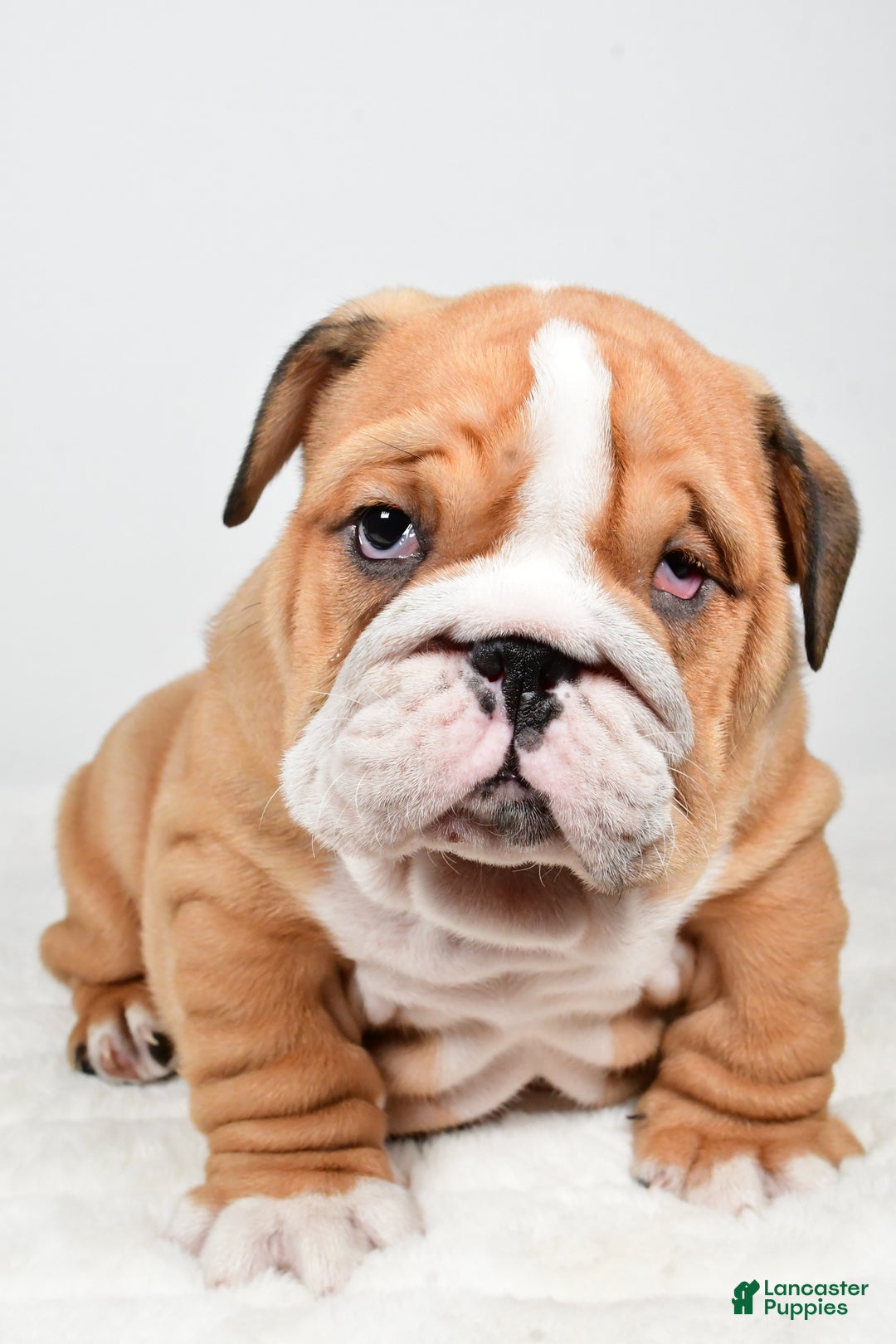 English Bulldog dogs for sale: Tristan - Ad 5