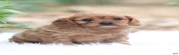 Cavapoo dogs for sale: Sally - Ad 3