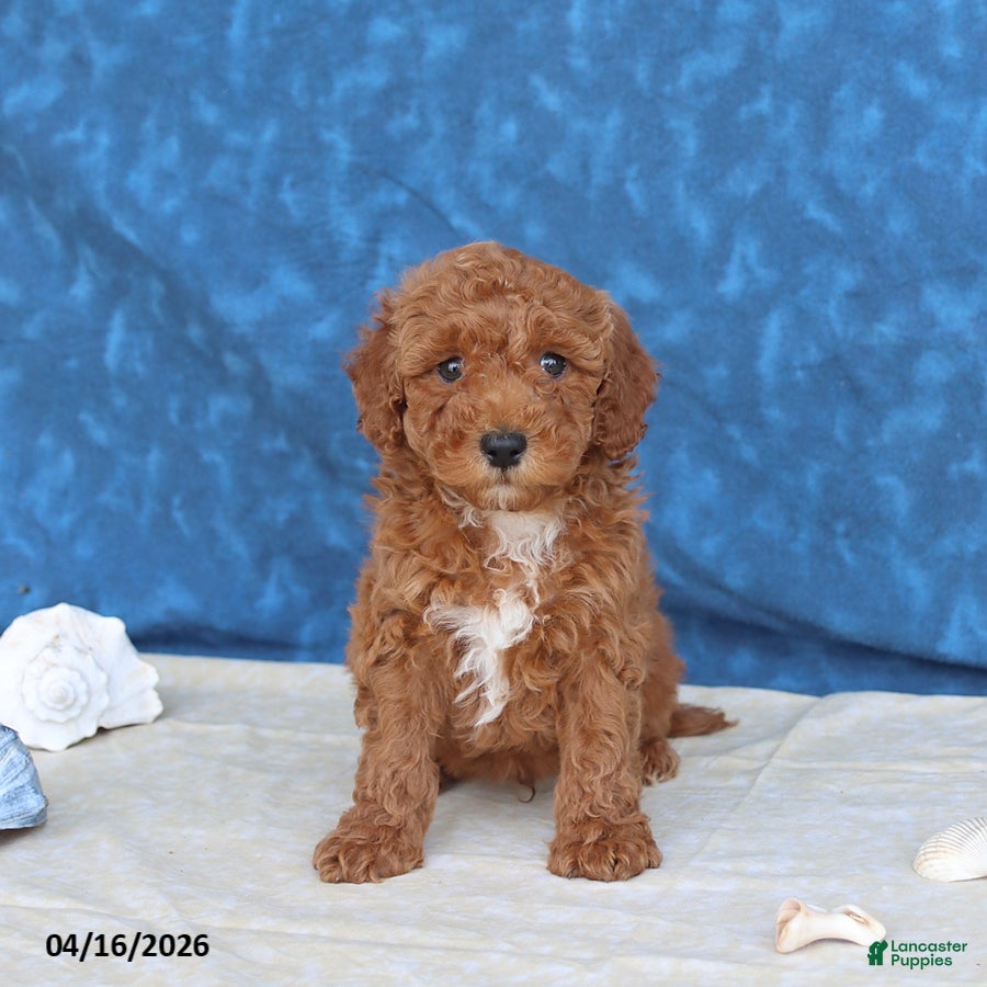 Goldendoodle dogs Captain - Ad 1
