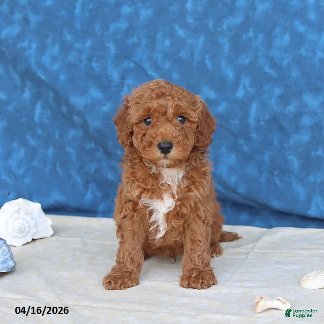 Goldendoodle dogs for sale: Captain - Ad 1