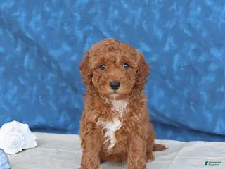 Goldendoodle dogs for sale: Captain - Ad 3
