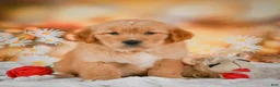 Golden Retriever dogs for sale: Rosie - Ad 7