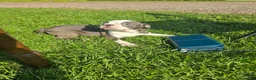 Boston Terrier dogs for sale: Boston Terrier Female 1 - Ad 2