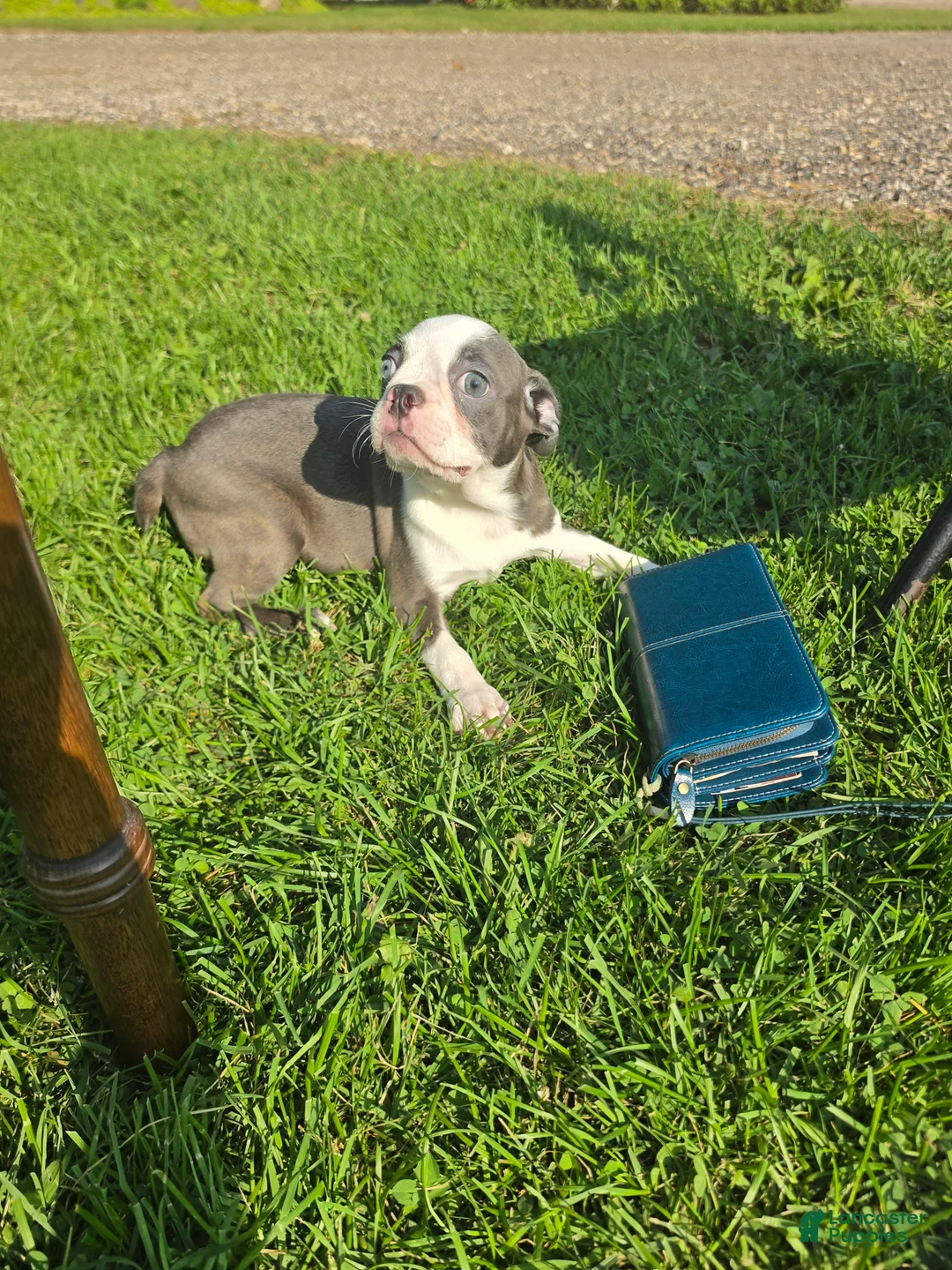 Boston Terrier dogs for sale: Boston Terrier Female 1 - Ad 2