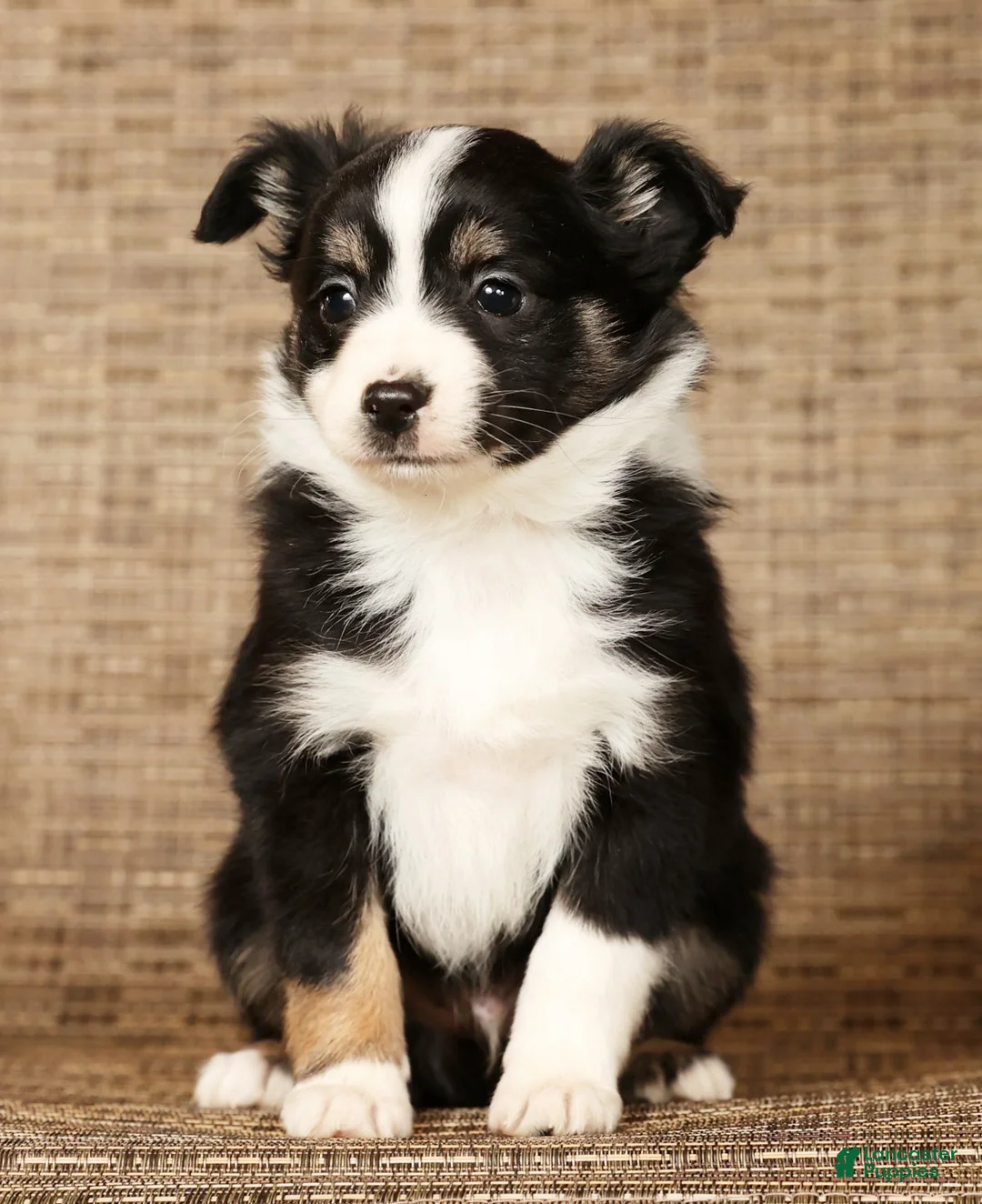 Miniature Australian Shepherd dogs for sale: Raptor - Ad 7