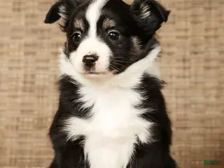 Miniature Australian Shepherd dogs for sale: Raptor - Ad 2